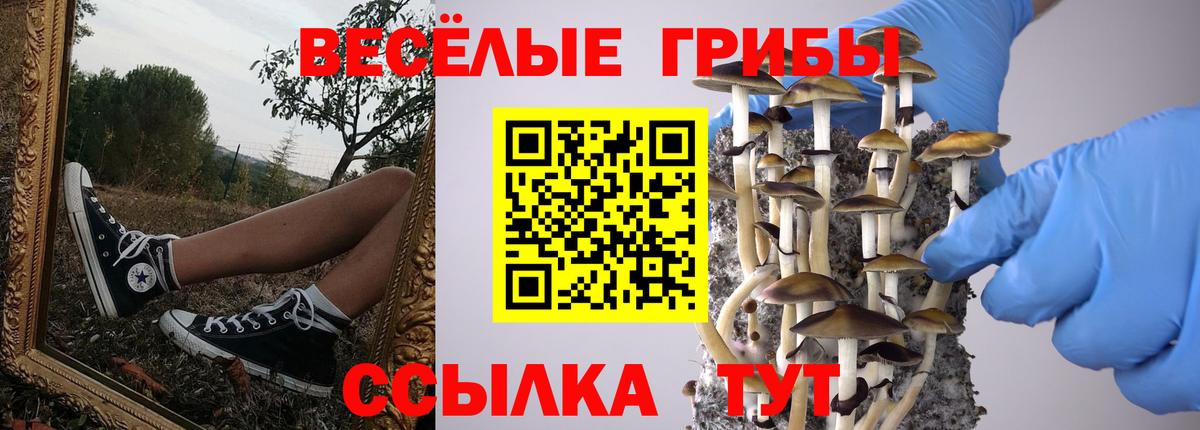 Камышин  Псилоцибиновые грибы мухоморы  купить наркоту  Вход с VPN 